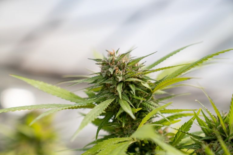 Prague A Vibrant Hub for the Growing THC Vape Market