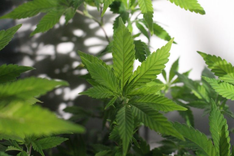 Prague: A Cannabis Hotspot