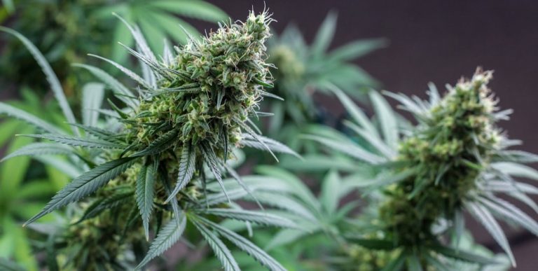 Prague Cannabis Guide: Legal Landscape, Local Deals, and How to Order