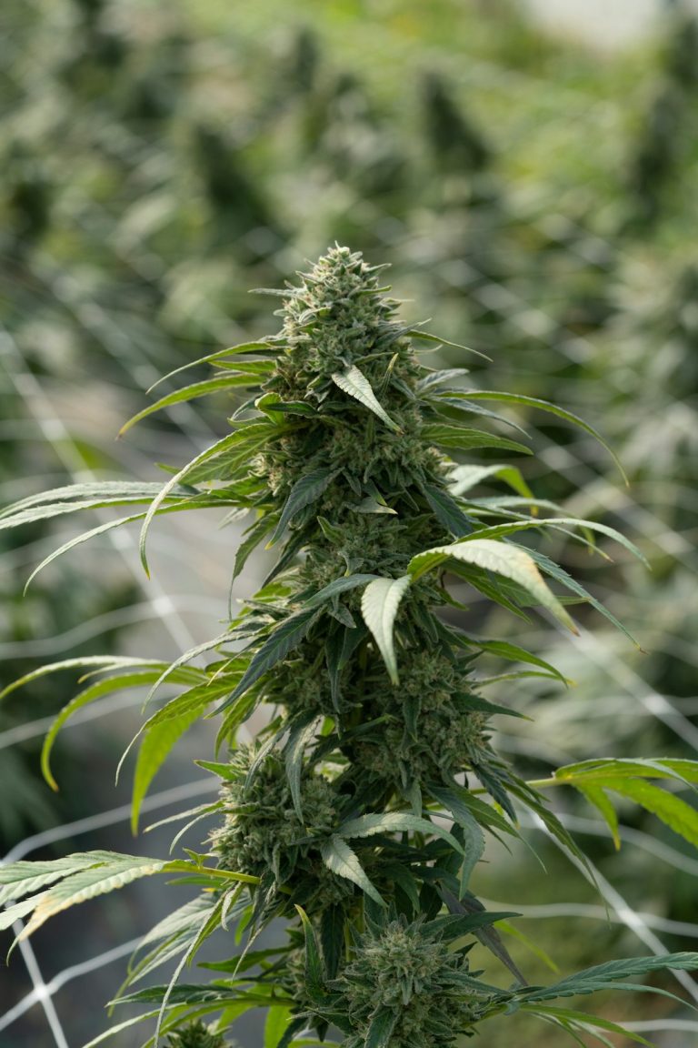 Prague’s Vibrant Cannabis Culture