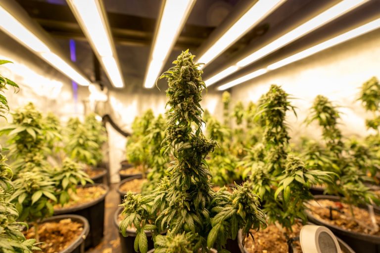 Premier Weed Online Store in Downtown Prague