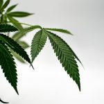 Prague's THC Chocolate Market: The Best Shops and How to Buy img-2354.jpg