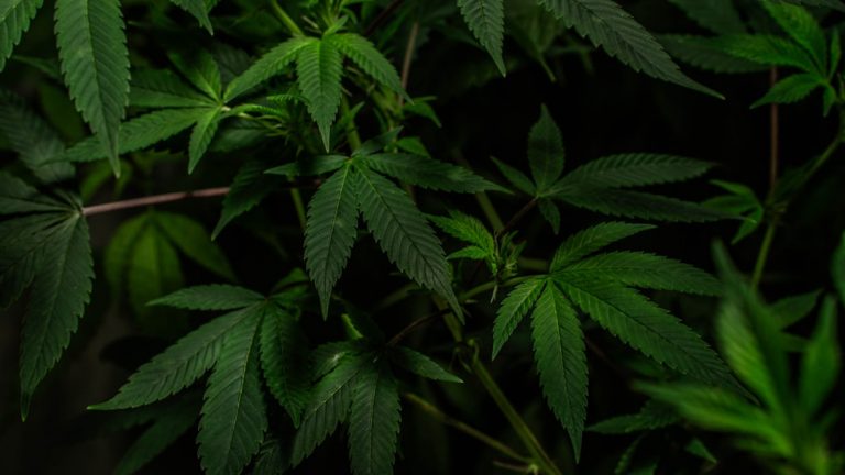 Welcome to the most reliable and affordable source for hemp, cannabis, and related products in Prague.