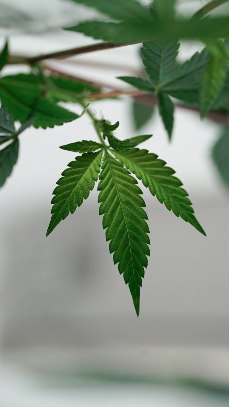 Prague THC Chocolate Shop: Premium THC‑infused Sweets