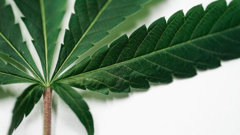 Prague Cannabis Delivery: Reliable, Discreet, and Affordable