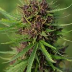Prague has become a hotspot for cannabis enthusiasts, thanks to its evolving Prague cannabis policy and the growing Prague cannabis market img-2398.jpg
