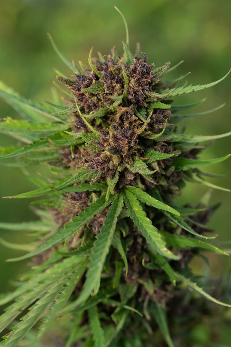 Prague has become a hotspot for cannabis enthusiasts, thanks to its evolving Prague cannabis policy and the growing Prague cannabis market
