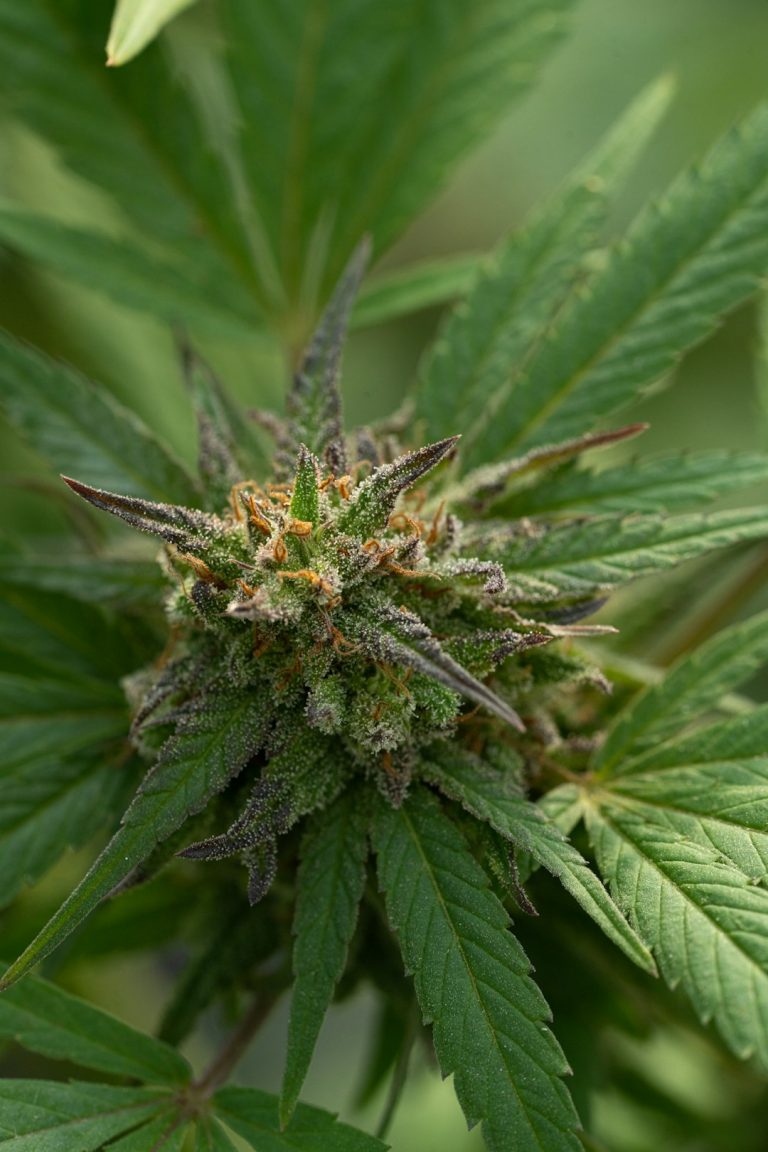 Prague Cannabis Shop