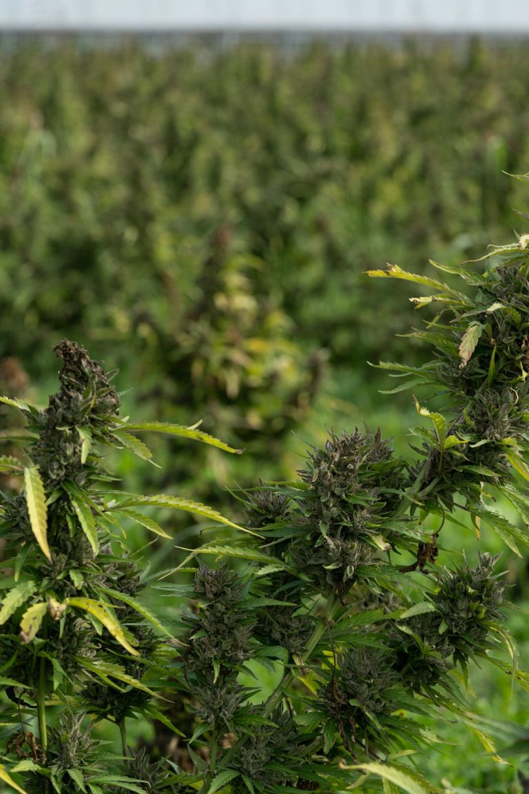 Welcome to the premier online cannabis shop in Prague