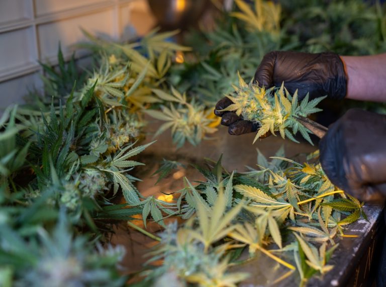 Prague weed price guide