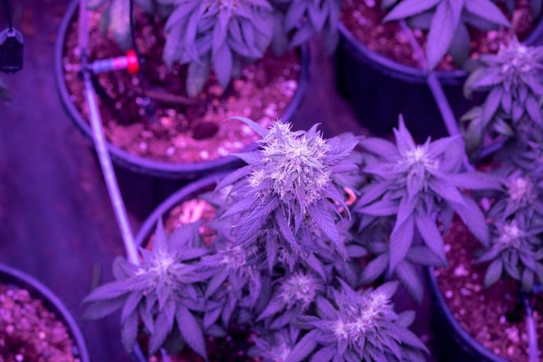 Order THC Joints – Express Delivery