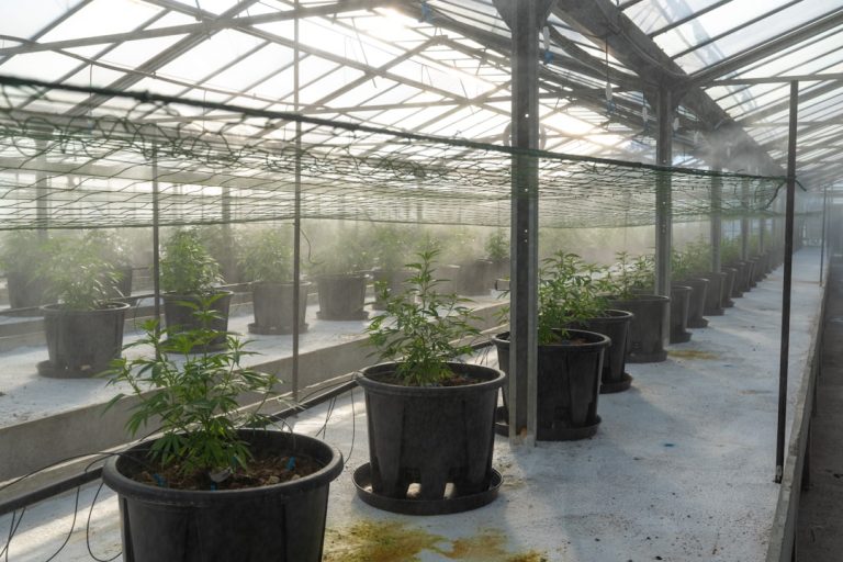 Looking for the best Prague joints or Prague weed specials