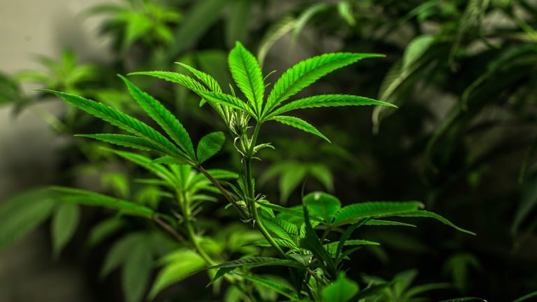 Hemp Express Courier for Locals in Prague