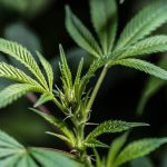 Online THC Vape Shop in Prague High Quality Cannabis Vape Products img-2431.jpg