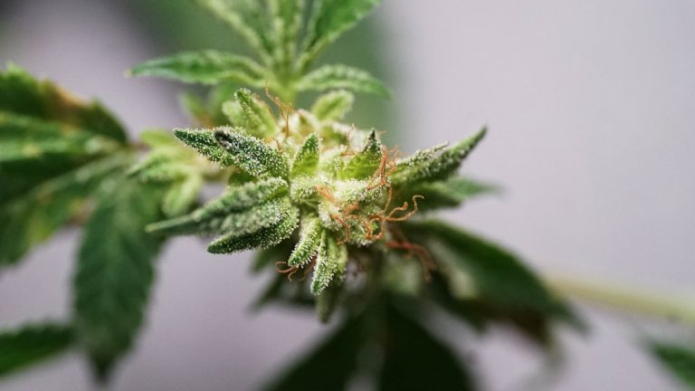 Fast, Discreet, and Compliant Cannabis Delivery in New Town, Prague