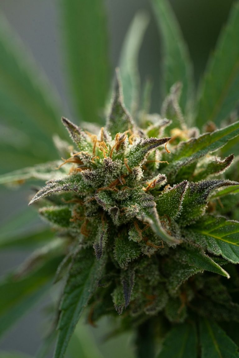 High‑Quality Cannabis in Prague: Trusted Online Dispensary