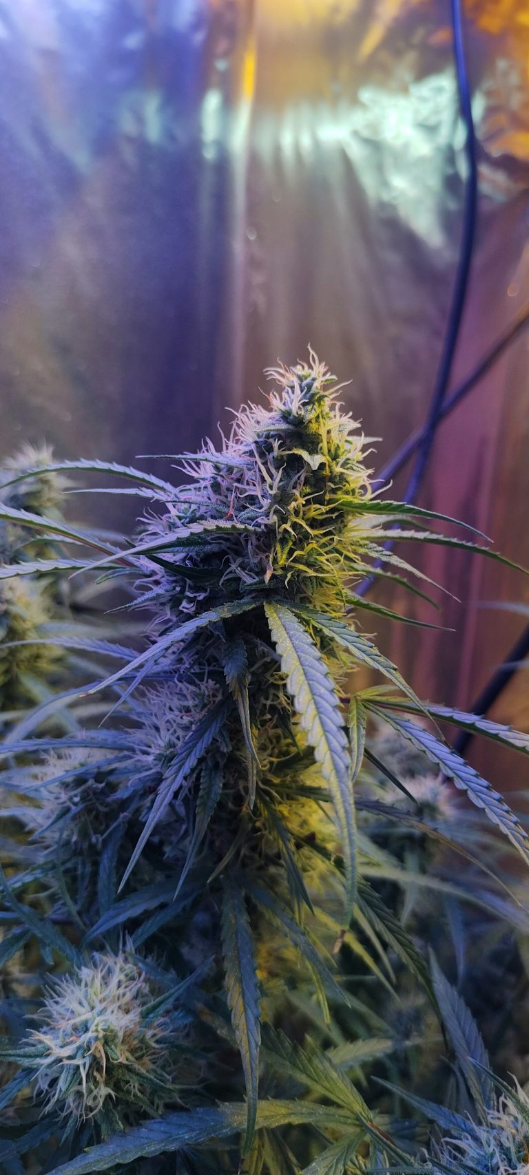 Prague’s Cannabis Market: Trends, Premium Brands, and Future Outlook