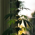 THC Vape Shop Prague img-2463.jpg