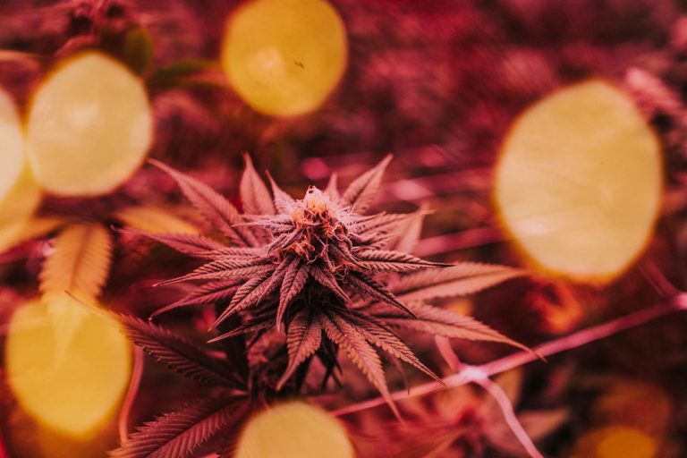 Prague Cannabis Boutique