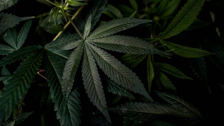 The Ultimate Guide to Downtown Prague Cannabis Dispensaries