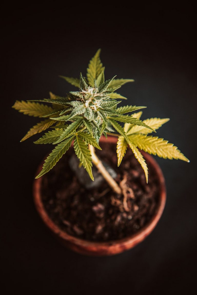 Prague’s Growing Cannabis Market: Legal, Safe, and Accessible