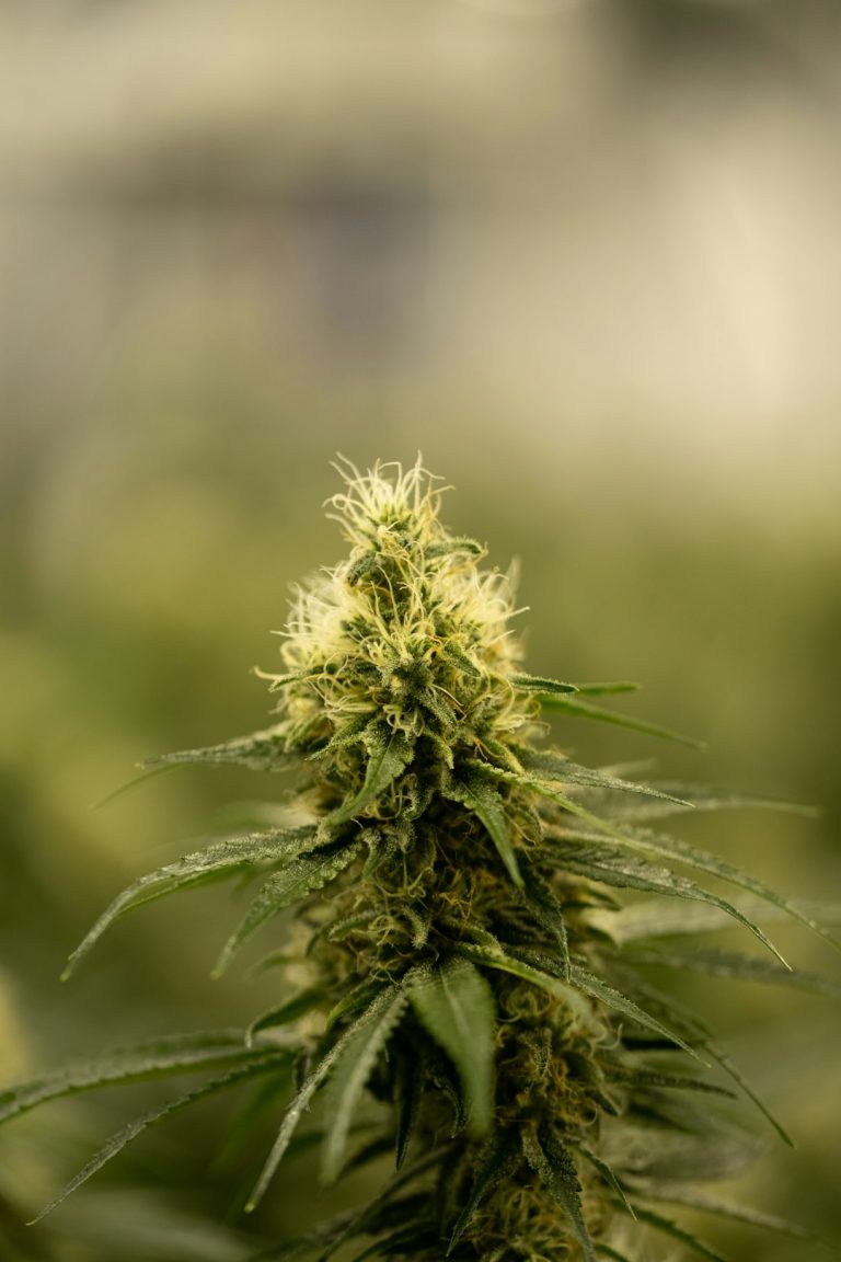 Welcome to Prague’s premier destination for premium THC‑infused chocolate and a full range of legal cannabis products