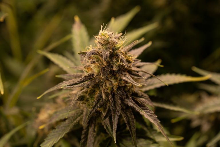 Looking to buy hemp online from a reliable source in Prague?