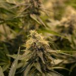 img-2529.jpg