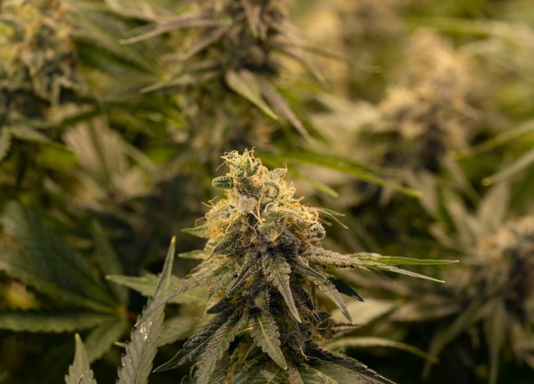 Welcome to the premier destination for cannabis‚ marijuana‚ and hemp products in Prague