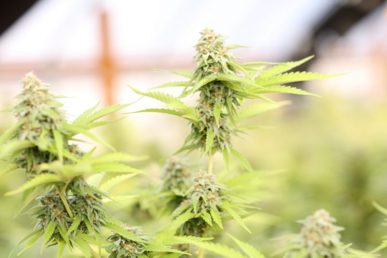 Prague’s cannabis scene is evolving rapidly, blending a rich cultural heritage with a modern regulated market