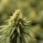 Prague’s Vape Scene: A Guide to THC Vapes and Best Shops img-2550.jpg