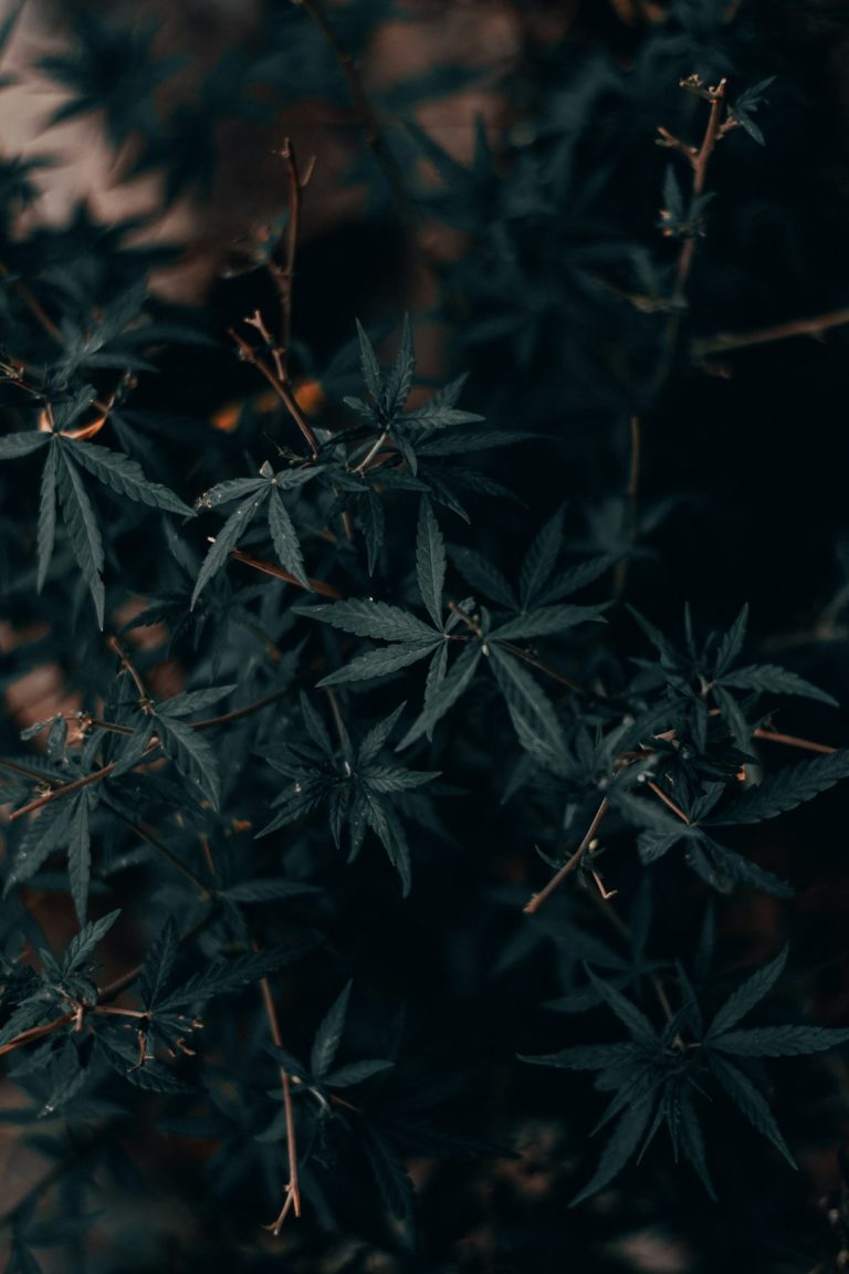 THC-Infused Chocolate Delivery in Prague
