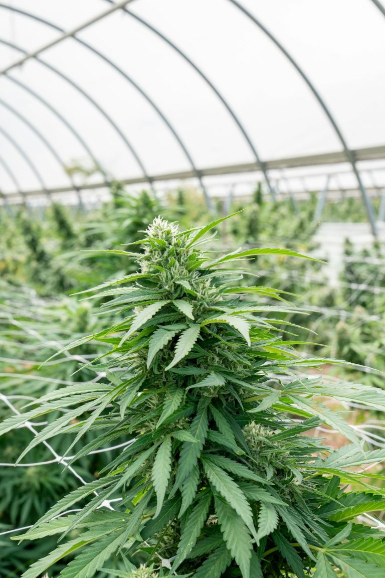Prague Cannabis Shop Deals