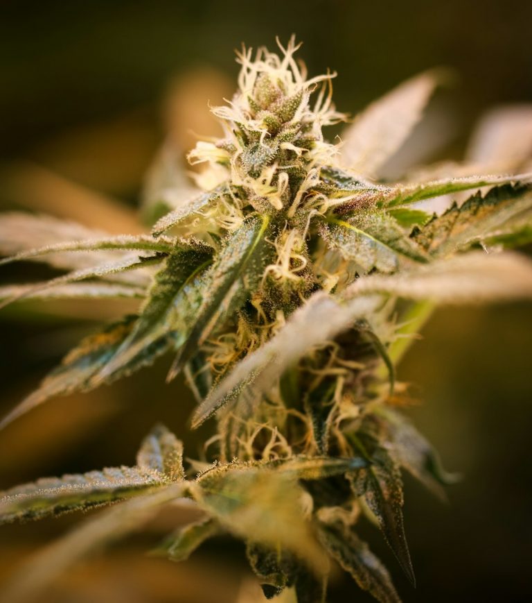 Prague Weed Delivery: Fast, Discreet, and Affordable Online Cannabis Shop
