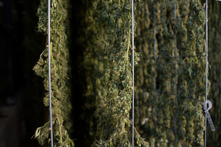 Best Cannabis Deals in Prague