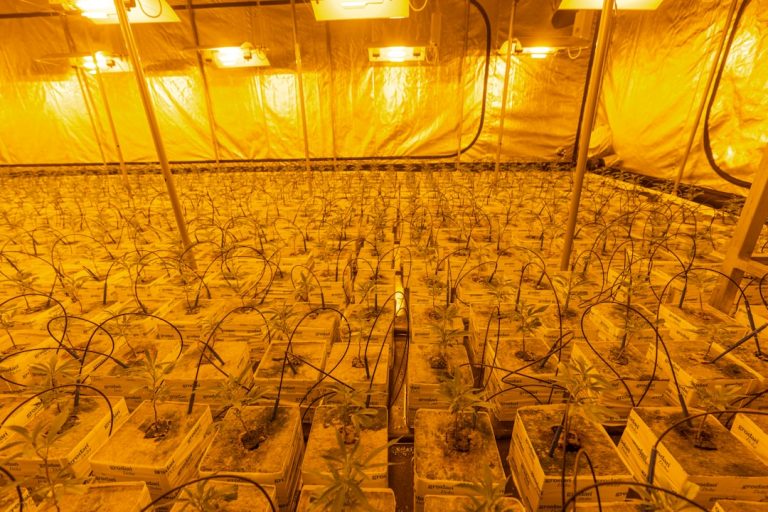 Welcome to the premier destination for all things hemp and cannabis in Prague