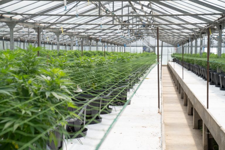 Welcome to the premier online destination for THC‑infused chocolate, hemp treats, and a full range of cannabis‑based edibles in Prague
