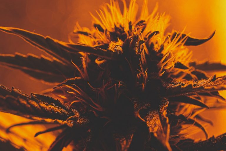 Prague Cannabis Shop