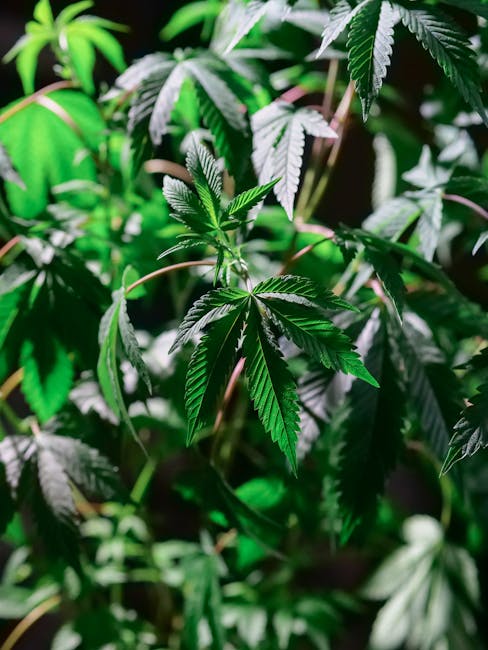 Prague is quickly becoming one of the most vibrant hubs for cannabis enthusiasts in the Czech Republic