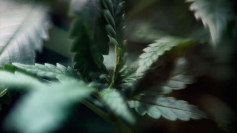 Living in Prague and looking for a reliable, discreet way to get your favorite cannabis, marijuana, hemp, or CBD products?