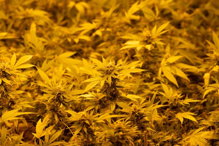 Welcome to the premier destination for cannabis, marijuana, and hemp enthusiasts in Prague’s historic New Town