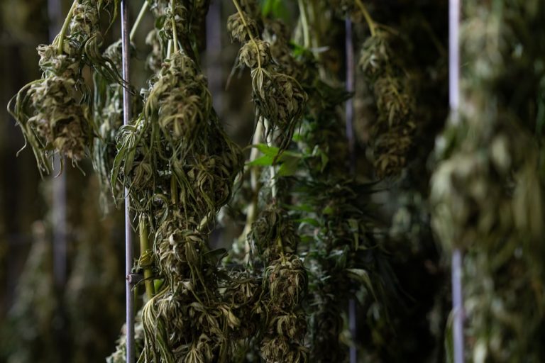 Affordable Weed in Prague: Your Ultimate 420 Price Guide