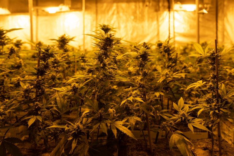 Prague is quickly becoming a hotspot for cannabis tourism and vape culture