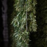 Prague’s Premier Destination for High‑Quality THC Vapes, Cannabis Accessories, and Discreet Delivery img-2889.jpg
