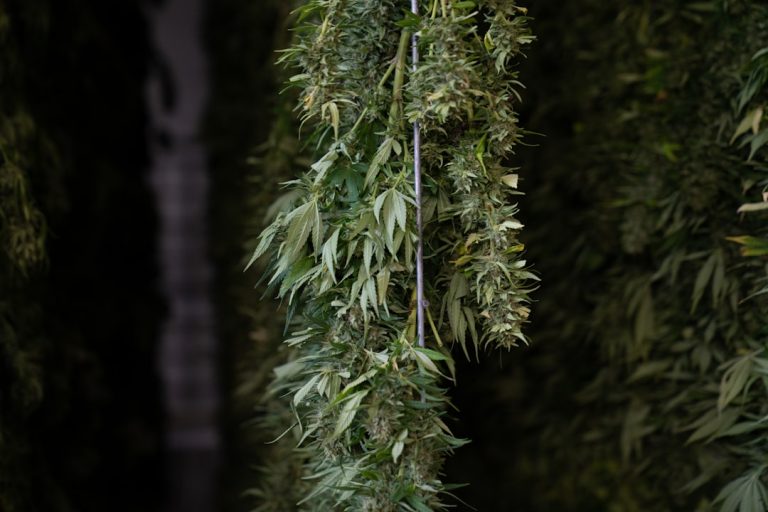 Prague’s Premier Destination for High‑Quality THC Vapes, Cannabis Accessories, and Discreet Delivery