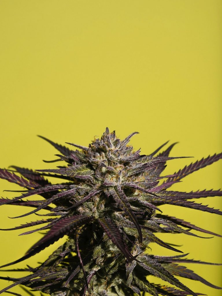 Ultimate Guide to the Finest THC‑Infused Joints in Prague