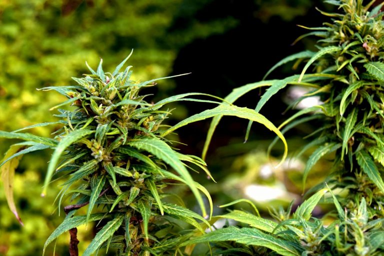 Welcome to the premier destination for high‑quality cannabis products in the heart of Prague