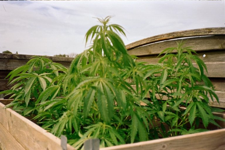Welcome to the ultimate destination for cannabis, marijuana, and hemp enthusiasts in the heart of Prague