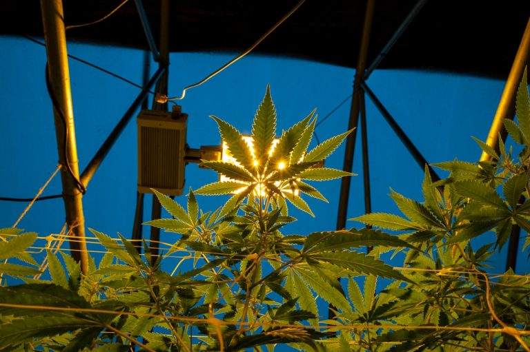 Hemp in Prague The Ultimate Guide to Cafés Restaurants and Products