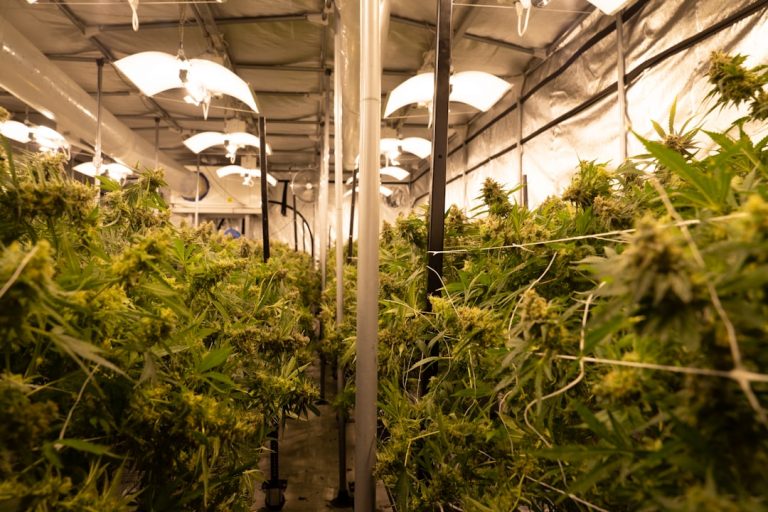 Prague Cannabis Dispensary